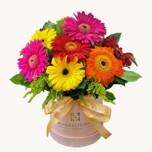 Box de Gerberas