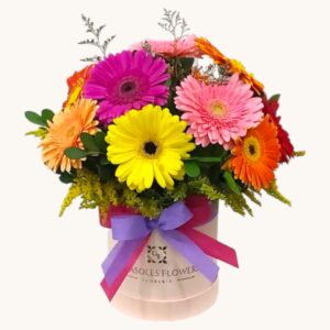 BOX DE GERBERAS